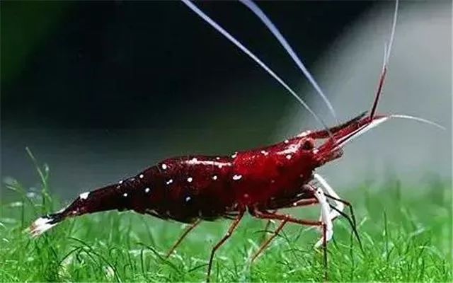 苏虾饲养注意事项,苏虾的养殖方法和注意事项