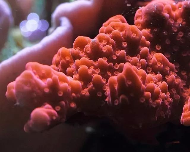 水管工人的美缸，美出新高度！