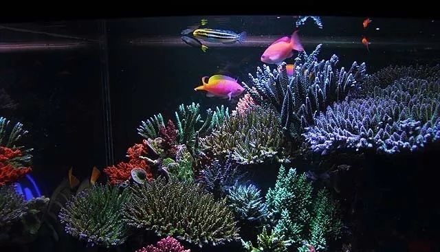 水管工人的美缸，美出新高度！