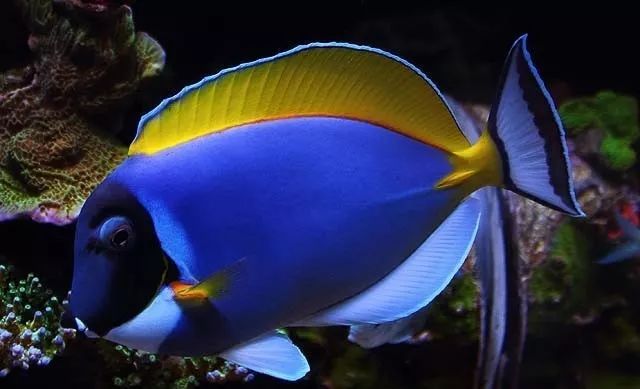 水管工人的美缸，美出新高度！