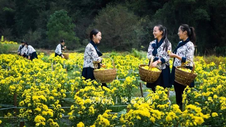 婺源举办茶文化旅游节,婺源茶文化节