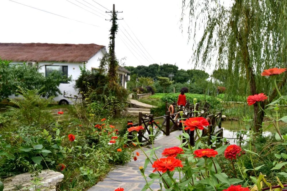 十月采摘水果,红提采摘节