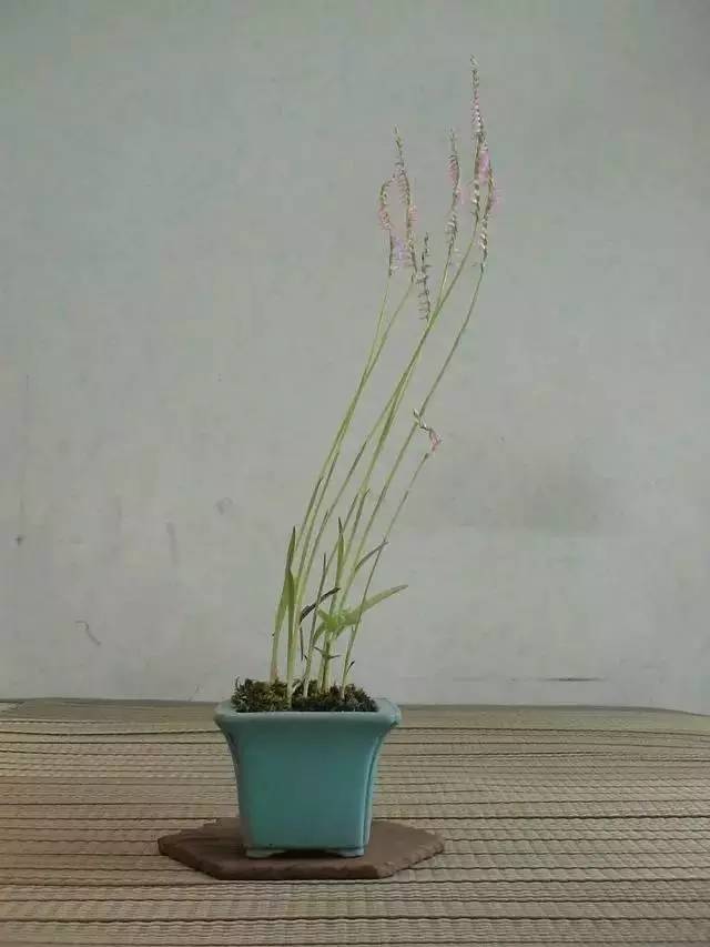 一花一世界一草一天堂一叶一菩提,一花一世界一草一天堂歌曲