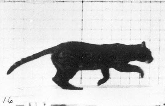 各种指尖陀螺怎么玩,可以变形的指尖陀螺