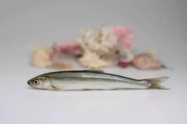 各种海鲜河鲜,河鲜海鲜推荐