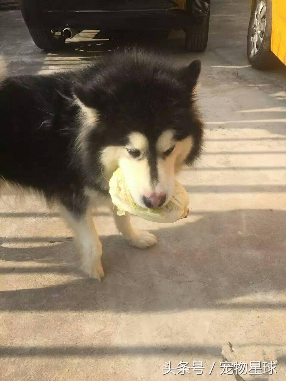 阿拉斯加中暑致死的症状,阿拉斯加生病死亡