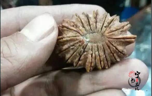 你手中的金刚菩提是真的吗？看金刚菩提真假鉴别