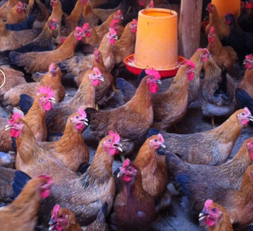 鸡中暑怎么解决,鸡中暑了怎么办最快解决方法