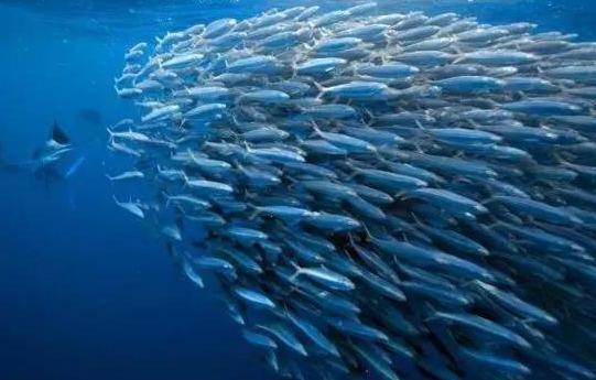 海鱼能人工饲养吗,海鱼可以自己养吗