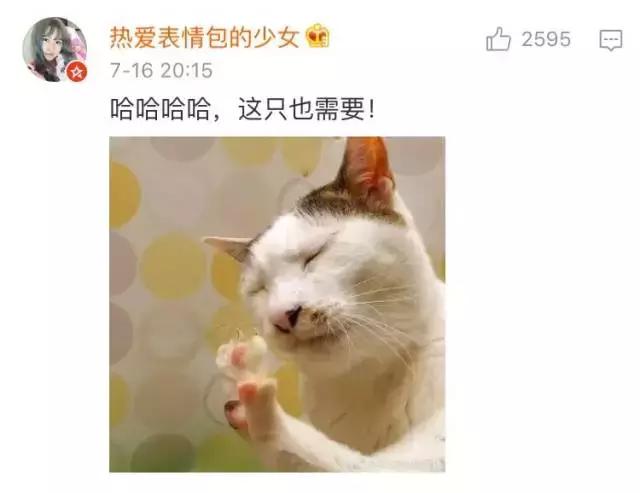 给流浪猫割双眼皮,成都流浪猫手术