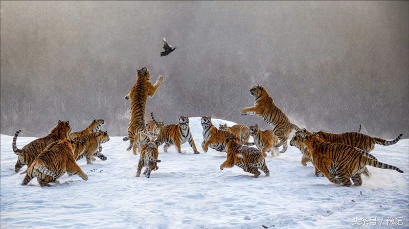 古中华虎从河南走向世界，今天的河南还有野生虎吗？