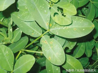 花生地土里的绿色虫子,花生地里面白色的虫子