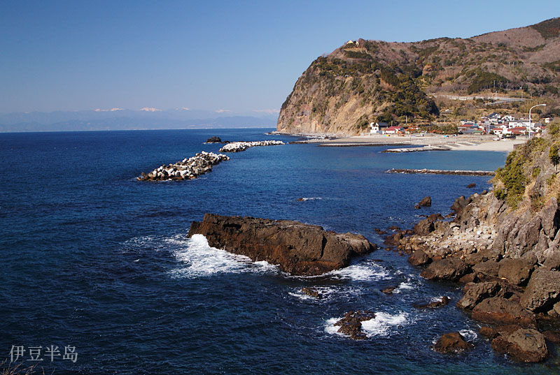 明日叶简介,明日叶功效