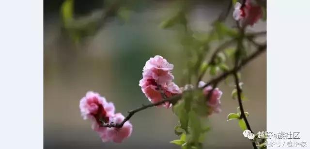 丰田坦途3.3t柴油版改装,丰田坦途trd全新款2022款改装