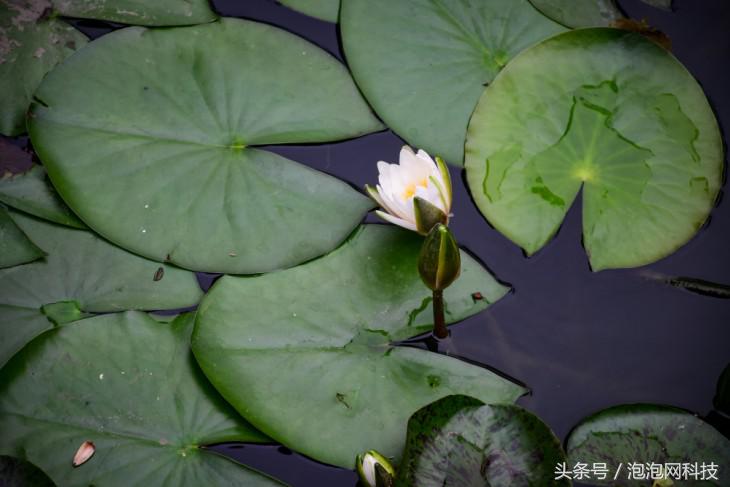 尼康d7500属于什么级别的单反,尼康d7500各种环境下的拍摄参数