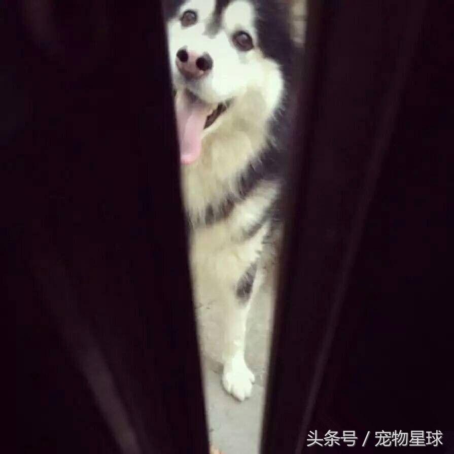 阿拉斯加中暑致死的症状,阿拉斯加生病死亡