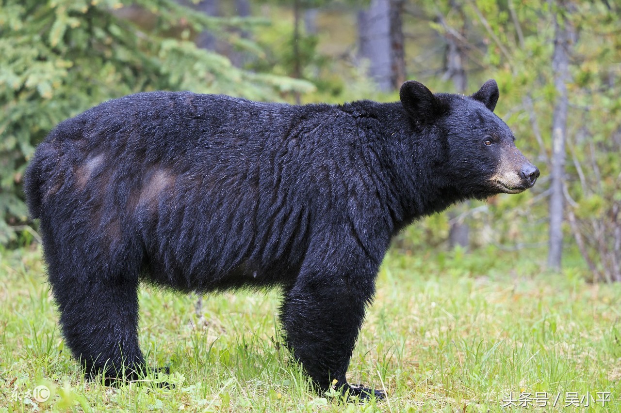 吴小平：炒股别无良策，必须得忍受这几个月的水熊，期待年底大局已定后的重新崛起