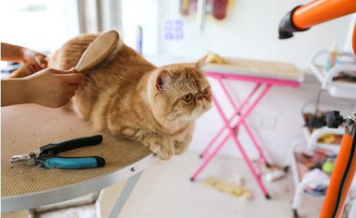 现在做宠物美容师好吗,到底要不要做宠物美容师