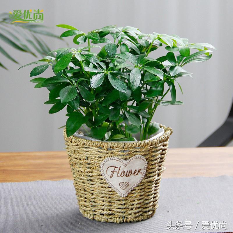 鸭脚木蔫了掉叶子怎么回事,鸭掌木枯枝怎么养