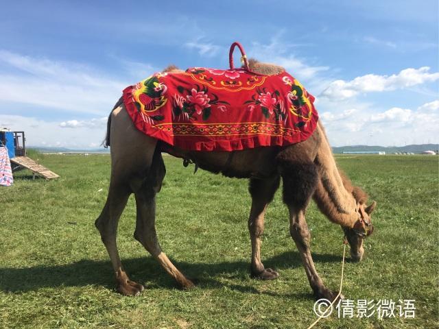 倩影留痕｜承德·丰宁坝上草原游记