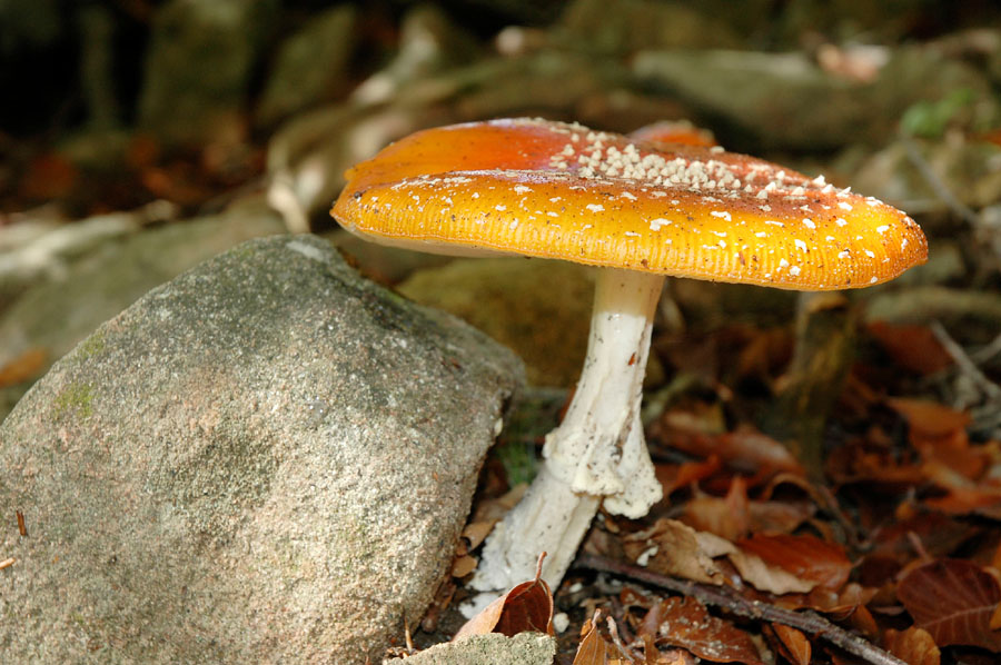 云南旅游一定要买玉吗,去云南旅游要不要买玉镯子