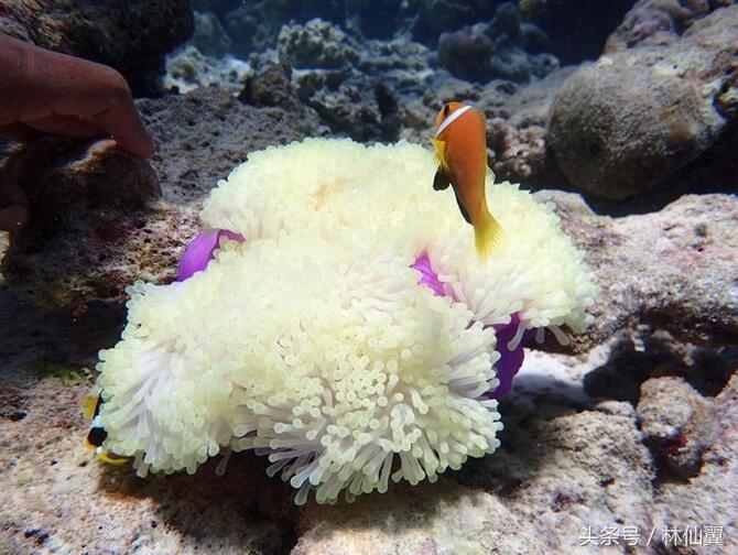 库拉玛蒂浮潜点有几个,马尔代夫库拉玛蒂岛