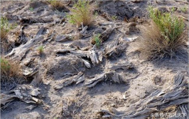 大地给予我们的馈赠,大地馈赠了野菜