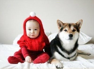 备孕可养狗狗吗,想备孕能养狗狗吗