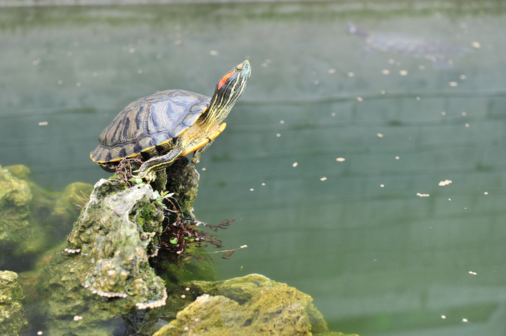 微爱——你不要哭，我不疼，不要担心，我的记忆只有7秒的