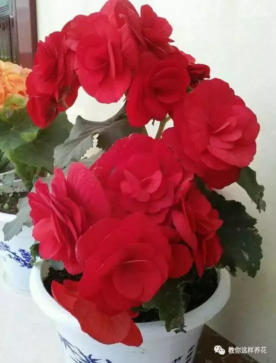 海棠到冬天叶片都掉光了,海棠到夏天就落叶