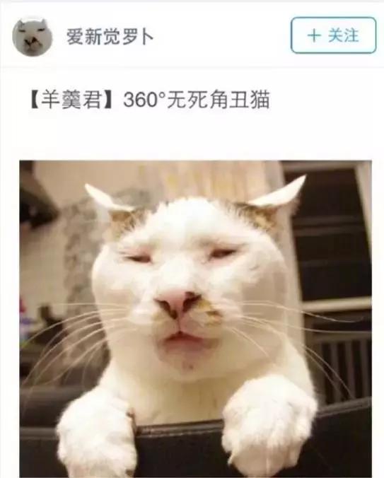成都流浪猫割双眼皮后的图片,给流浪猫割双眼皮