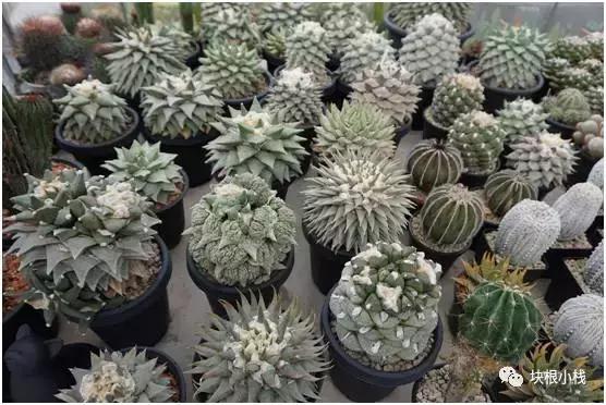 泰国多肉展会,仙人掌与多肉植物新品集粹