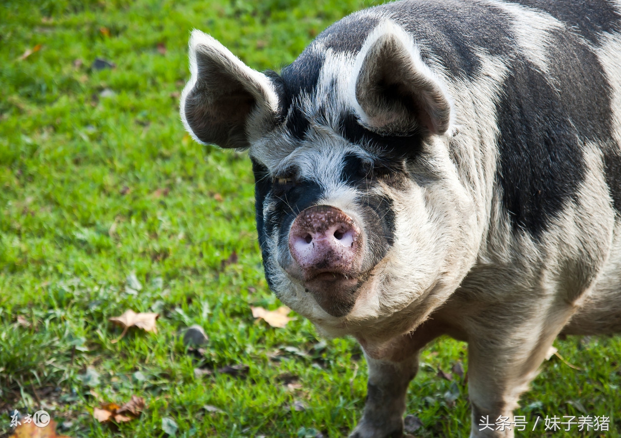 母猪产前出现水肿怎么治疗,如何防止母猪产后水肿