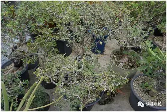 2019上海多肉展仙人球,2023泰国多肉展会直播