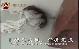 神演技，超实力表演帝，竟然是只仓鼠