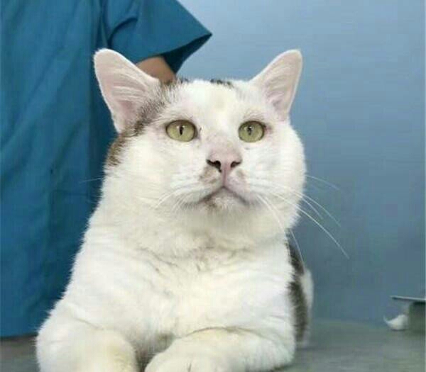 三角眼割双眼皮后效果,男生内双割双眼皮效果