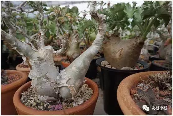 泰国多肉展会,仙人掌与多肉植物新品集粹