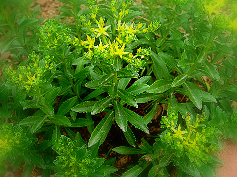 景天三七盆栽如何繁殖,景天三七养殖方法和注意事项