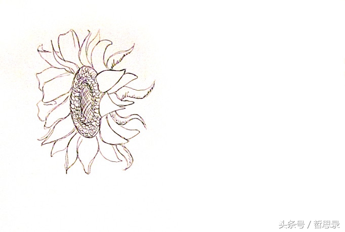 初学者画向日葵的详细教程,向日葵绘画教程简单易学