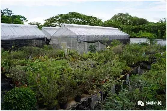 2019上海多肉展仙人球,2023泰国多肉展会直播