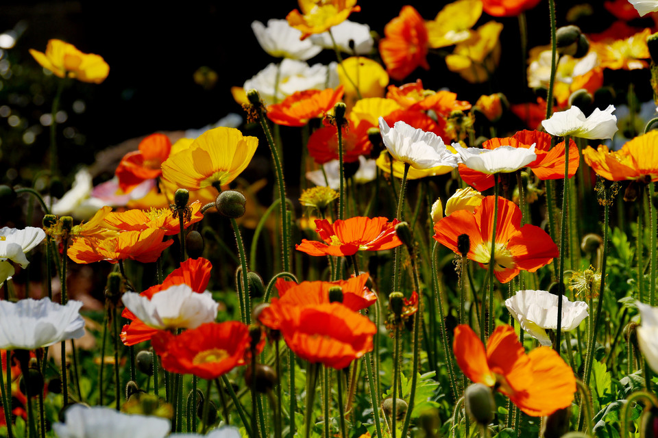 各种常见的花语,一些花的花语