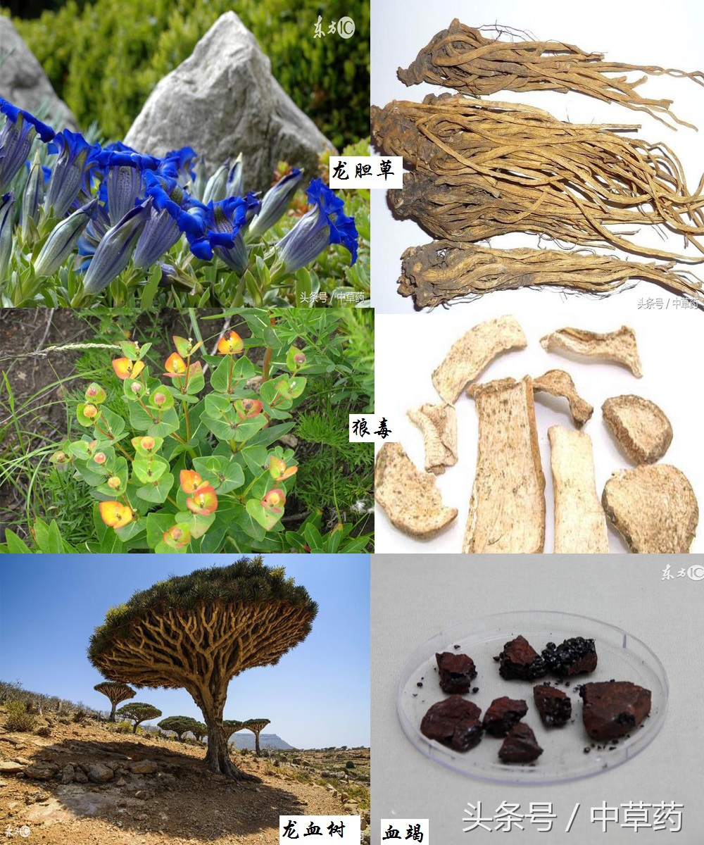 药性歌括四百味讲解视频,药性歌括四百味2
