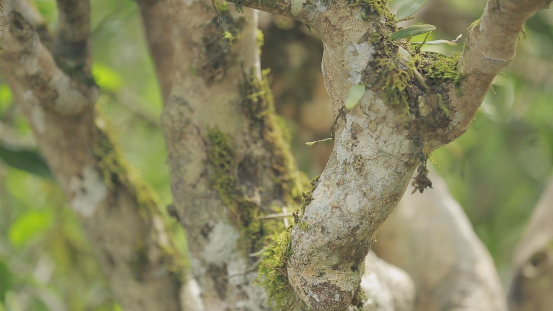 无量山小茶砖,野生大叶普洱茶砖