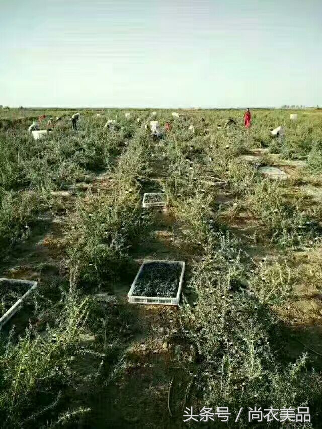 黑枸杞怎么辨别真假黑枸杞,怎么区分黑枸杞好坏和真假