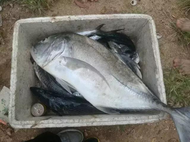 台山浪琴湾有藤壶吗,台山浪琴湾沙滩游泳