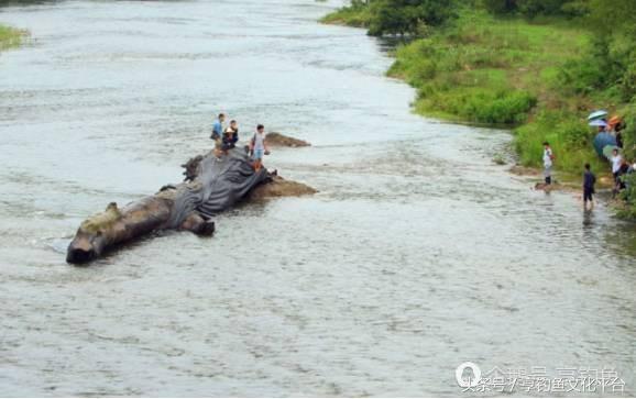 钓鱼发现不明阴沉木,夜钓发现乌木是真的吗
