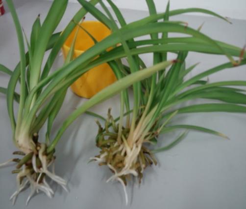 水培吊兰的正确方法,水培吊兰管理经验分享