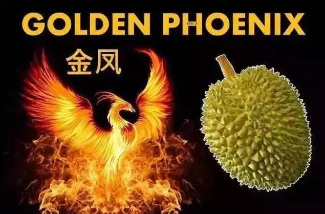 新加坡榴莲多少钱一斤啊,新加坡榴莲价格多少