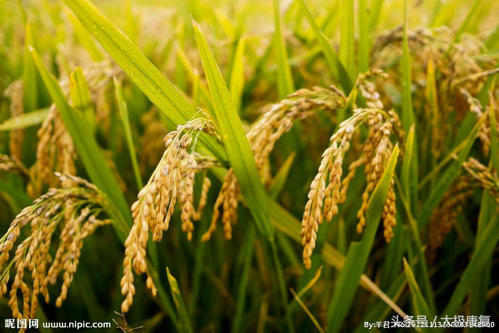 健康知识大全关于五谷杂粮,五谷杂粮最健康