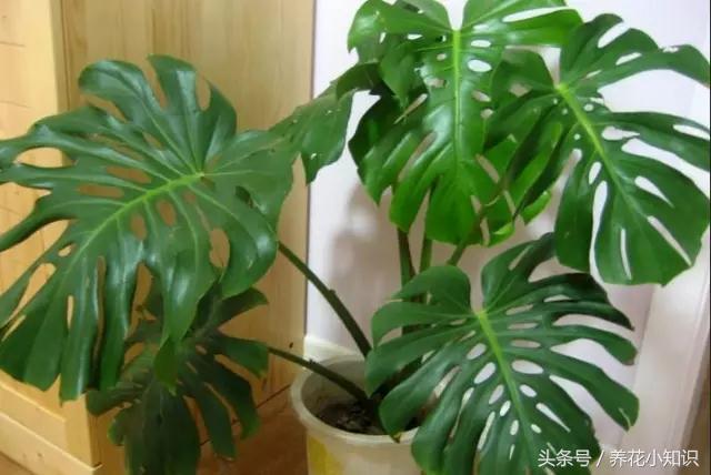 绿萝吸附甲醛的能力有多强,吊兰去甲醛好还是绿萝去甲醛好